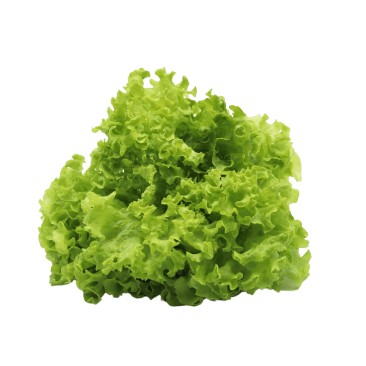 Lollo Rosso Letuce