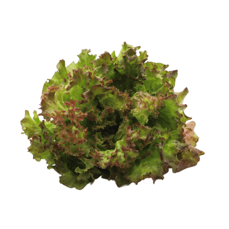 Lollo Bionda Lettuce