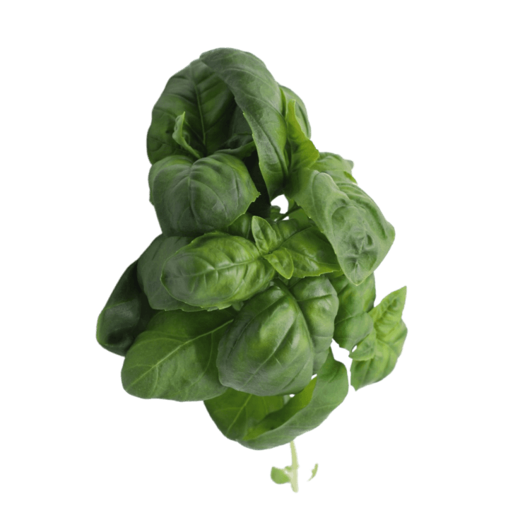 Basil